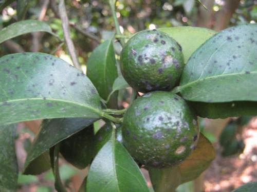 柑橘煤烟病最近的防治措施是,柑橘煤烟病