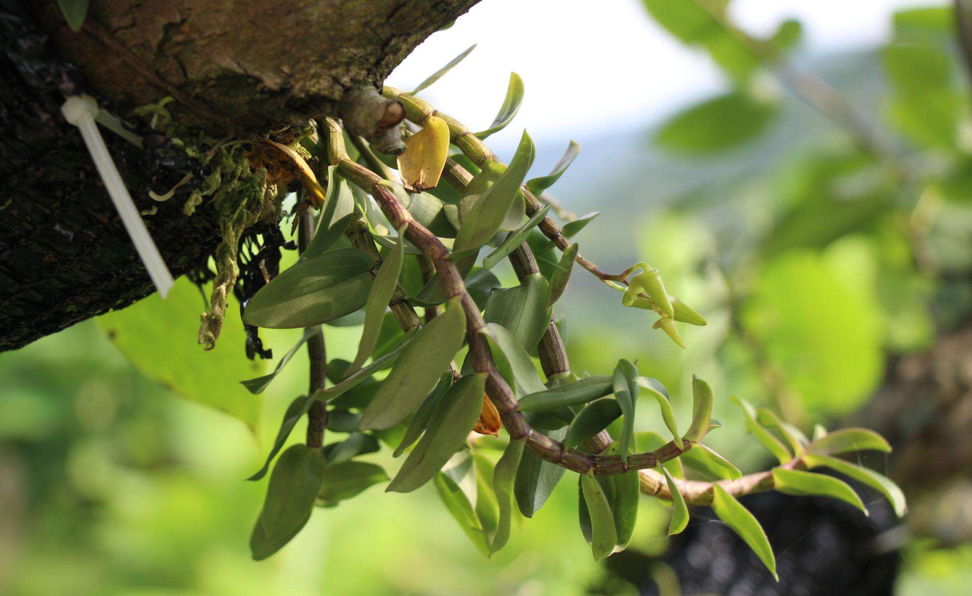 铁皮石斛泡水喝的功效作用,铁皮石斛酿酒的功效