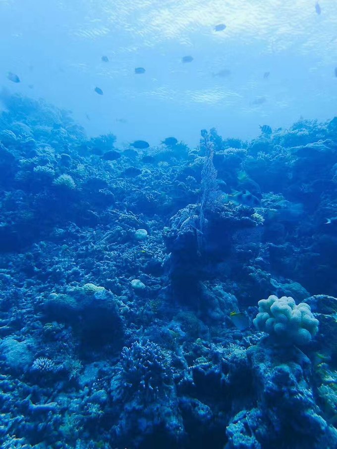 看我这发型酷不酷｜我觉得很可爱啊！帕劳潜水超级赞！