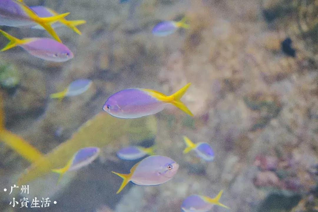 巴南海洋公园一日游攻略 (香港海洋公园游玩攻略)