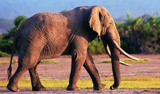 大象真的可以用脚来听声音吗,大象背后的秘密