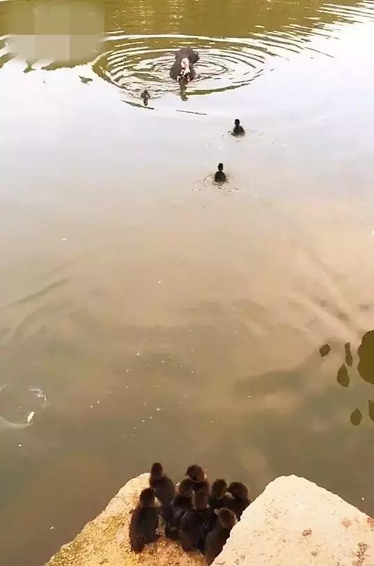 有只鸭妈妈带着一群小鸭去游泳,鸭妈妈带四只小鸭子在池塘边玩耍