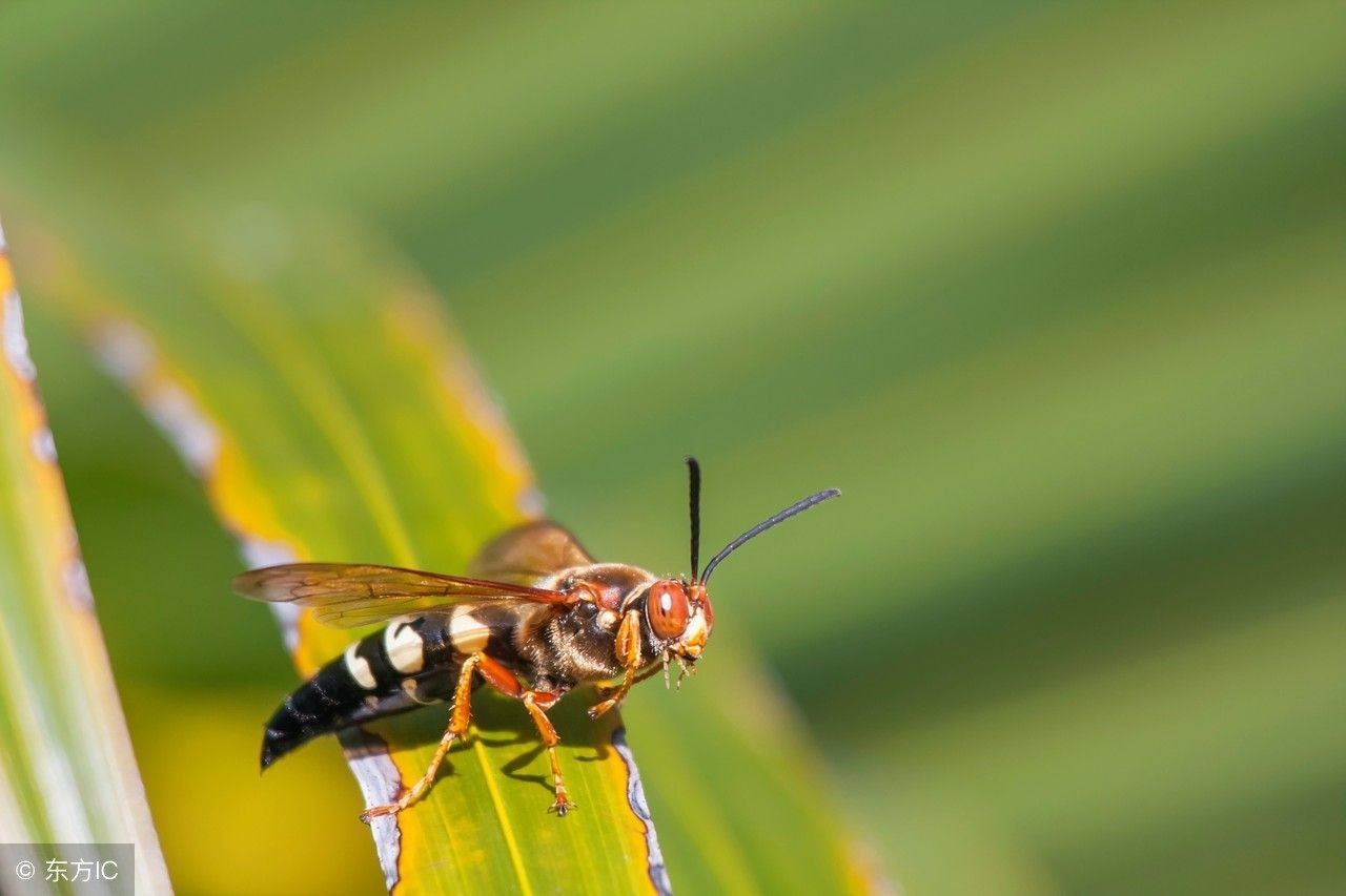 被马蜂蜇伤留下红点该怎么处理,被马蜂蜇伤后红肿多长时间能消退