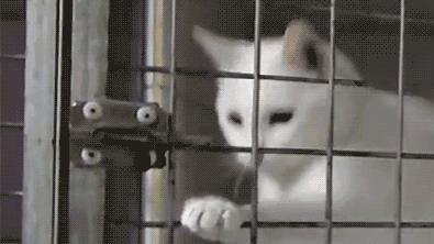 边牧误食了牙签会排出来吗,边牧误食玩具怎么办