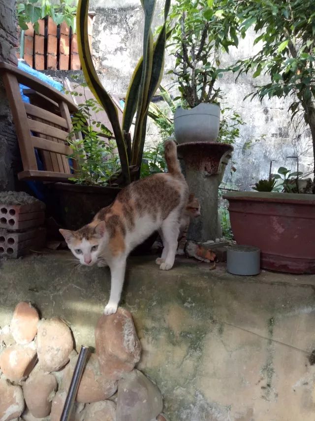 越南岘港的全身护理,越南岘港自由行旅游攻略