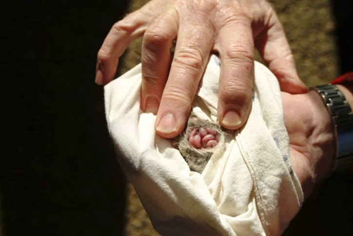 这种动物为交配而生，最长交配时间可达14小时，直到死才会停止