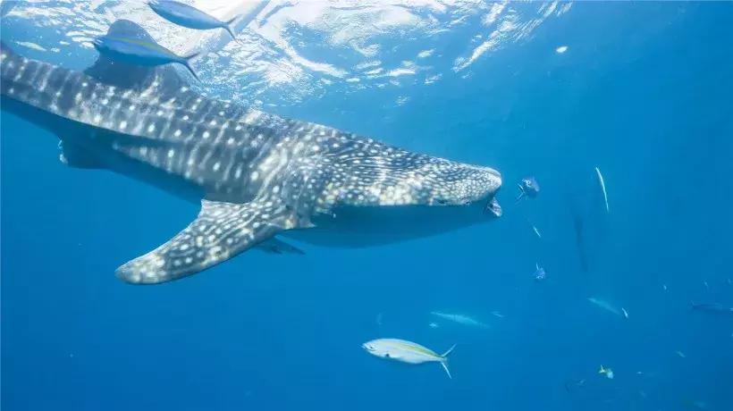 菲律宾的最后一块处女地，不输马代，不到1k就能往返！