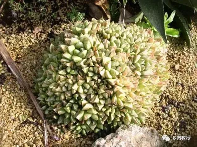 玉露为什么越养越黑,玉露养瘪了