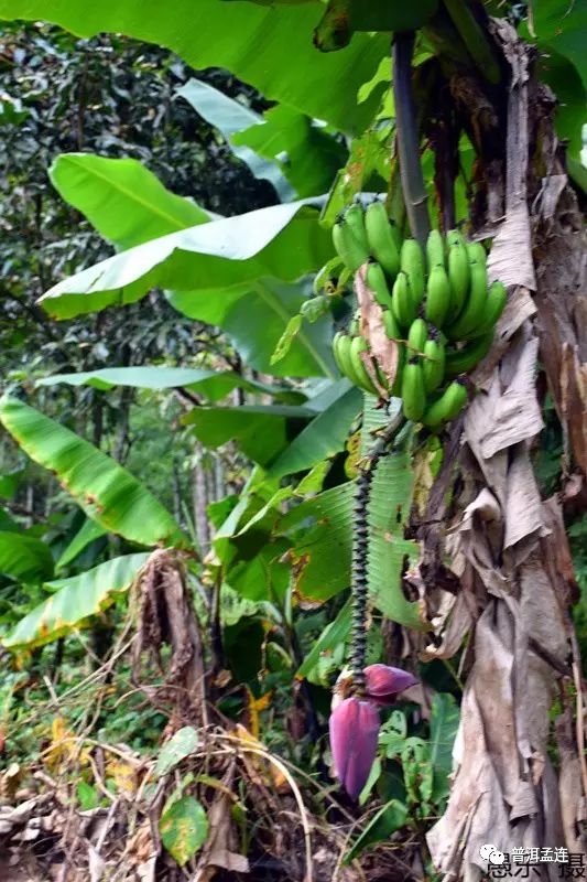 孟连扶贫,孟连县扶贫建设