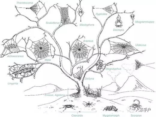 你说蜘蛛侠,蜘蛛侠的蜘蛛丝里有什么