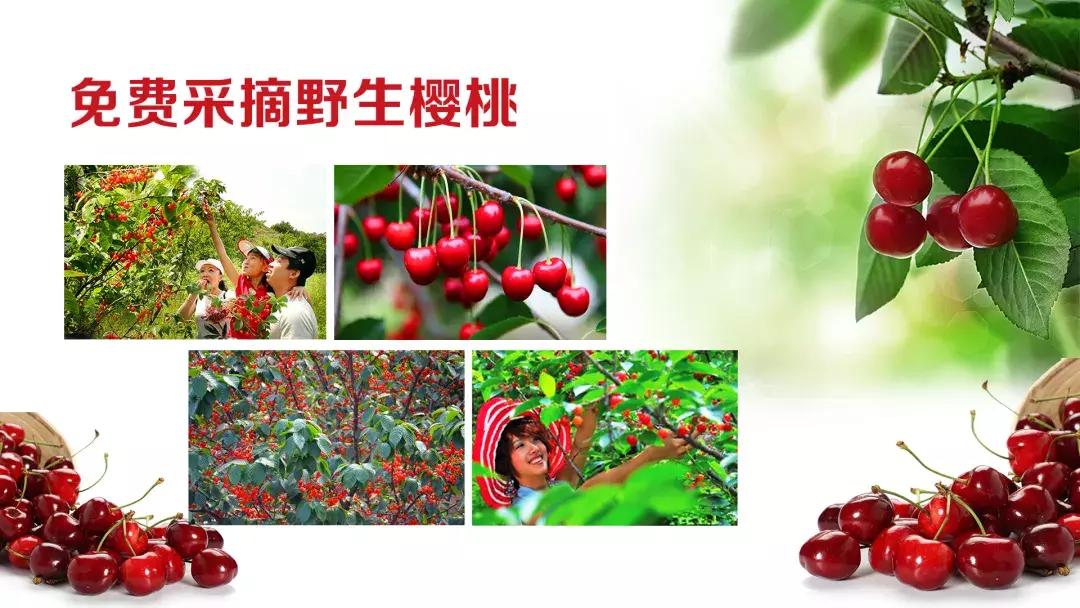 五一期间黄陂人游黄陂景点免费吗,五一黄陂景区免费有哪些