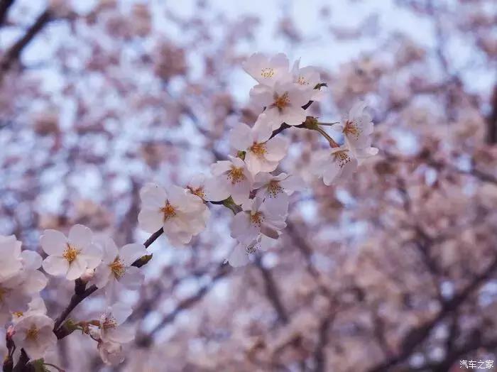 东南dx3自驾游,江浙寻花事