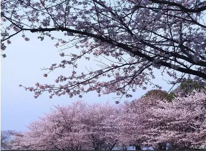 江浙寻花事,东南dx3自驾游