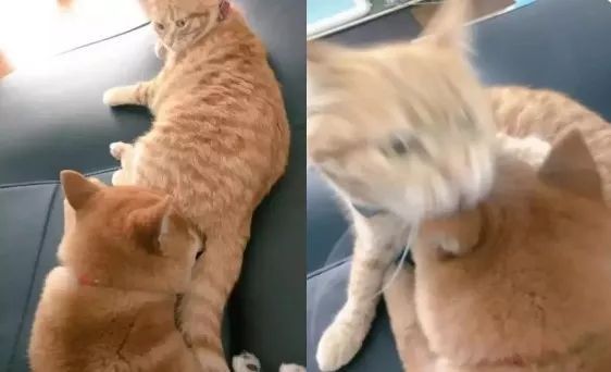 怎么告诉狗不用擦屁股,为什么狗子不用训也好乖