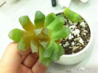 多肉植物水化后怎么处理,多肉植物水化了怎么办