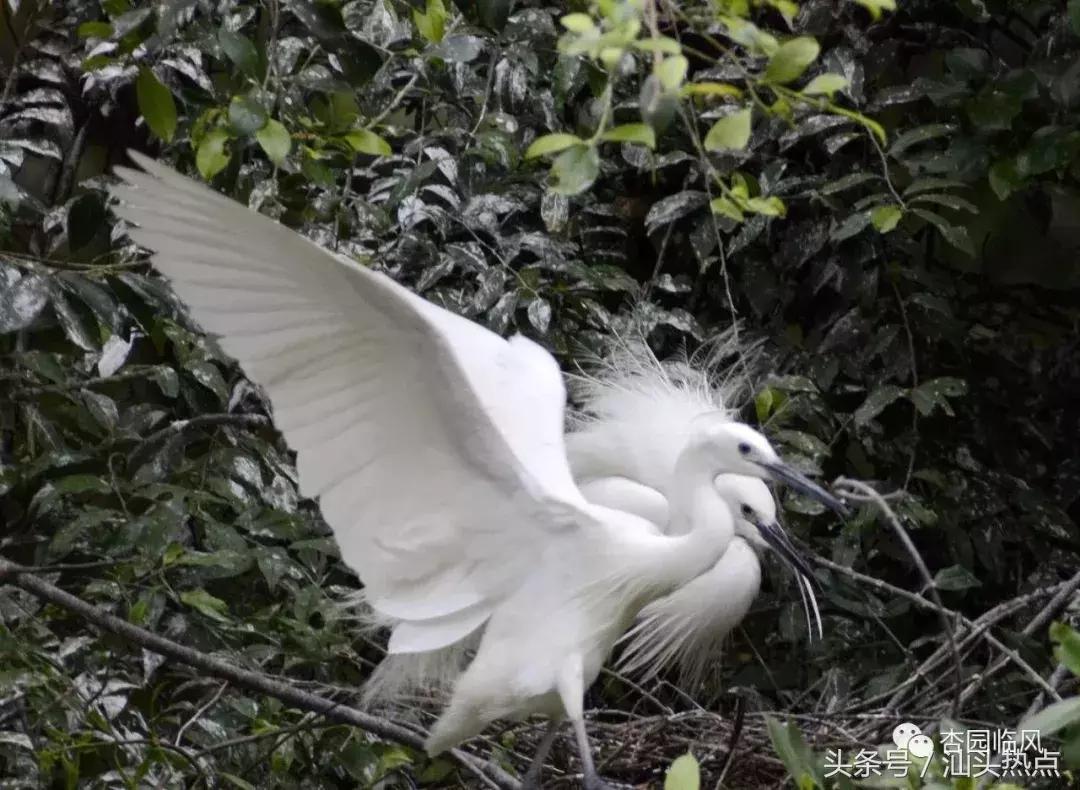 莲下这里竟藏了个神奇的“候鸟客栈”！好多人还不知道……