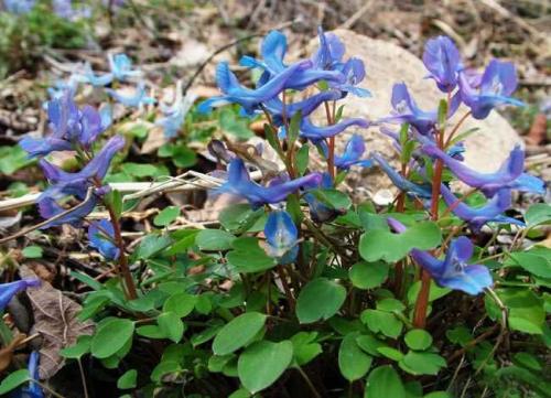 中医药调理妇科,调理妇科的草药