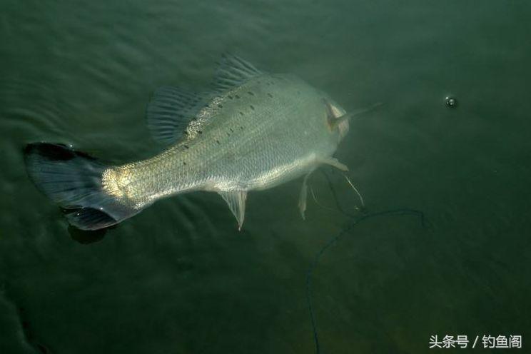 野战蓝鲫和918腥版哪个单开更好,春季918和野战蓝鲫哪个单开效果好