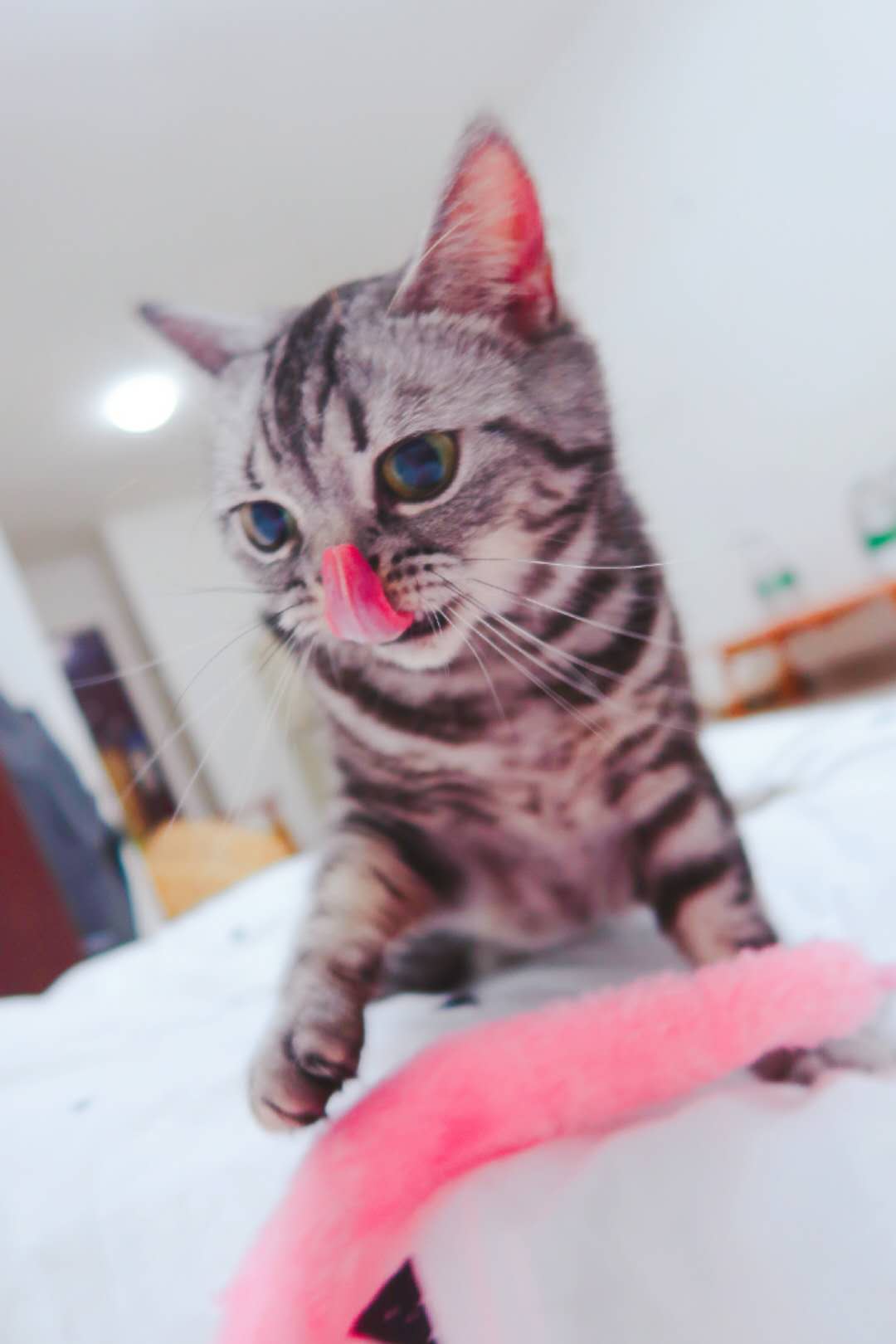 养猫咪觉得猫咪太烦了怎么办,养猫咪如何让猫不上床