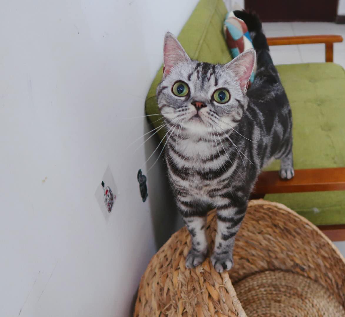 养猫咪觉得猫咪太烦了怎么办,养猫咪如何让猫不上床