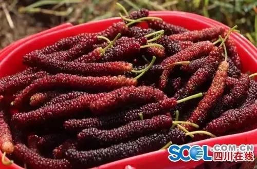 五一小长假尽情撒欢,2021五一川内游推荐