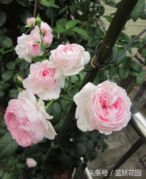 刚买回来的月季种下去枯萎怎么办,刚买回来的月季晒了怎么补救