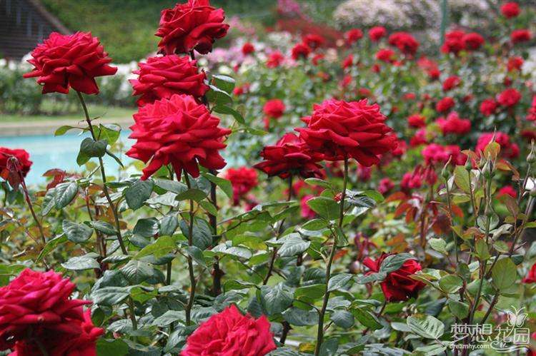 带刺的玫瑰花语,带刺的玫瑰花全集