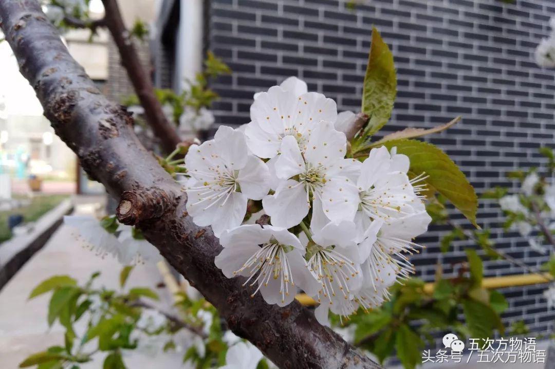 车厘子几月份成熟,车厘子的营养价值与作用