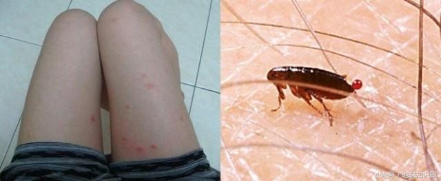 北方人的几次南下,都被这种小东西挡了回去|地球知识局