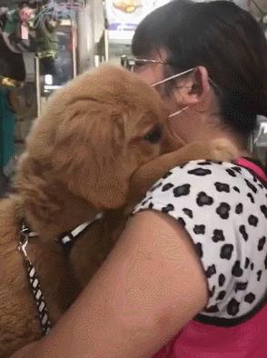 金毛被老姨强行亲,主人吻了金毛一下金毛反应