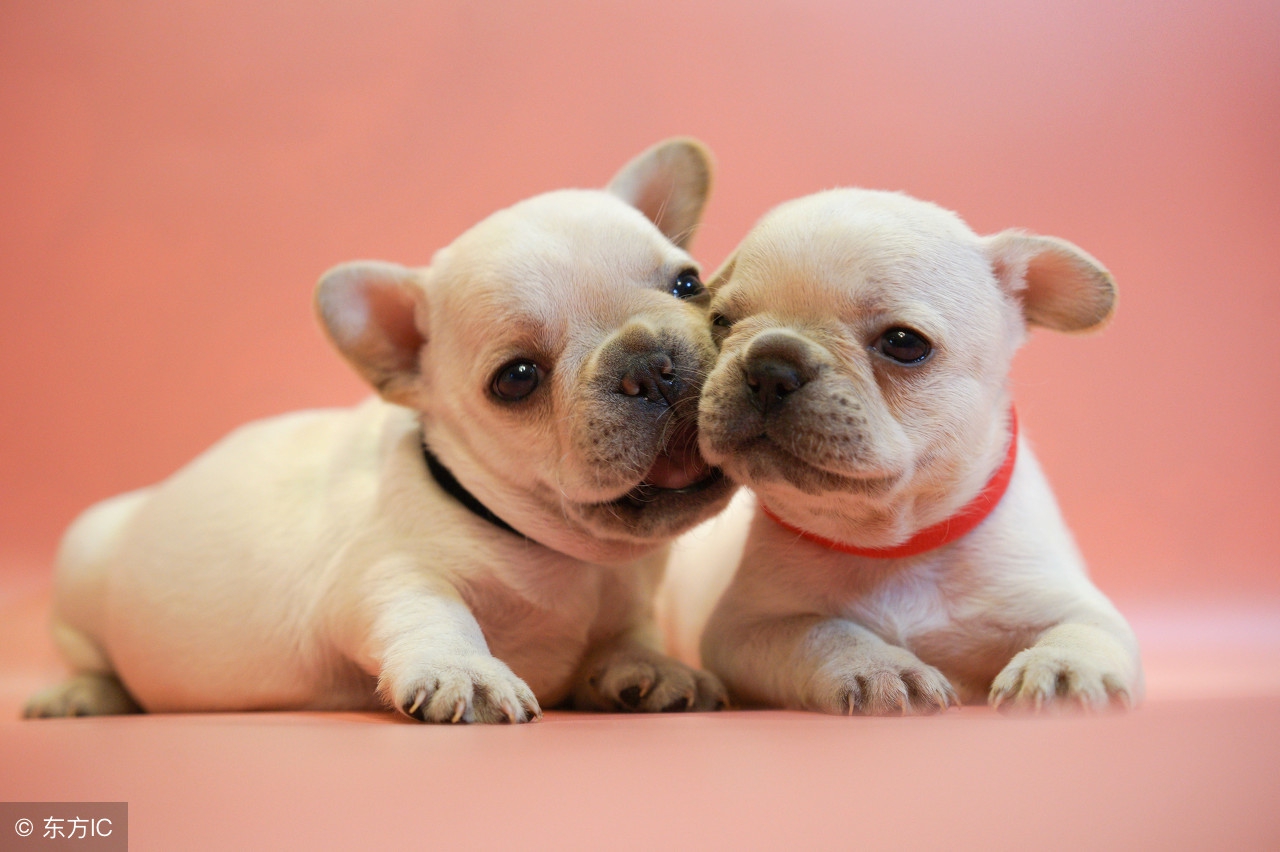 怎么缓解短鼻子狗呼吸问题,为什么短鼻狗呼吸有问题