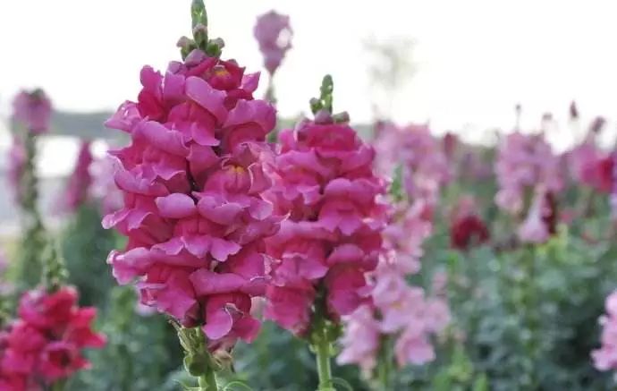 五一来云丘山赴一场花海之约,五一赴一场汉服踏青之约