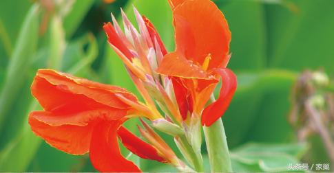 暮春赏花,别忘了听一曲《美人蕉》