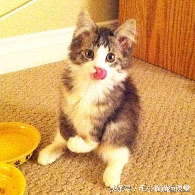 猫咪先天前腿残疾,猫咪前爪骨折自救方法