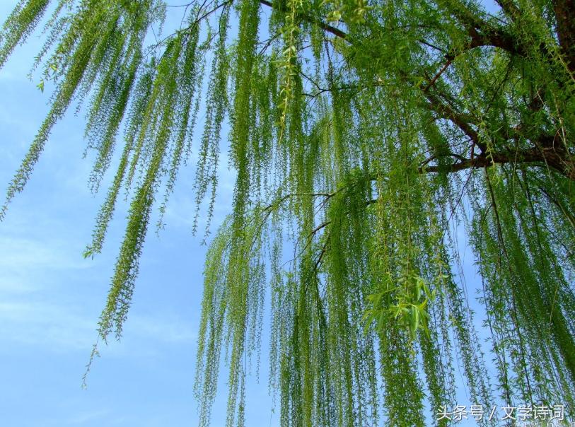 唯美春天里的杨柳诗词,杨柳的诗句古诗大全