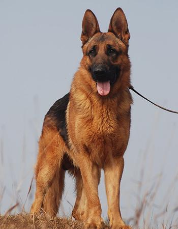 「涵姐说：德国牧羊犬」一篇详细介绍德牧/德国牧羊犬的文章