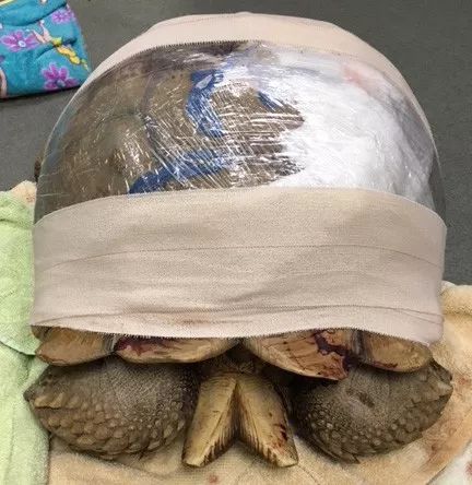 乌龟从5楼摔下龟壳破裂吐血,乌龟摔下楼壳出血裂壳用什么药