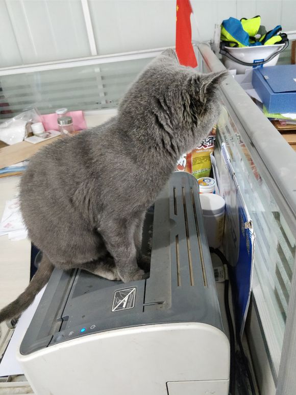 捡到一只英短蓝猫能养吗,被丢弃纯种蓝猫