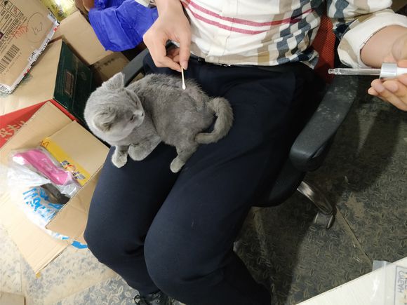 捡到一只英短蓝猫能养吗,被丢弃纯种蓝猫