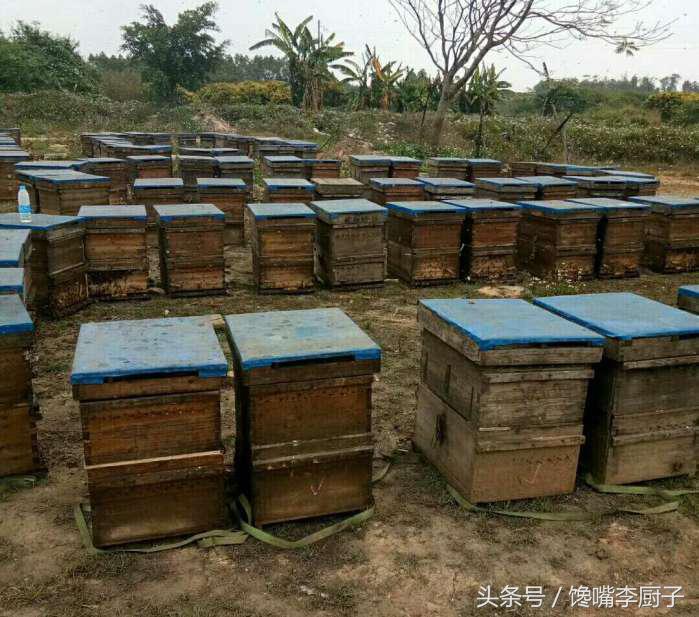 纯正蜂王浆功效作用是什么,蜂王浆的营养价值好怎么保存