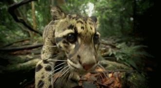 假期一定要给孩子看的20部纪录片,12部适合和孩子一起看的纪录片