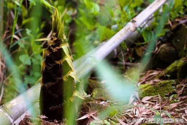 烤金桔止咳做法大全图片,金桔怎么烤着吃治咳嗽