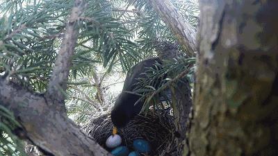 3D打印技术助力先进制造,3d打印帮助动物