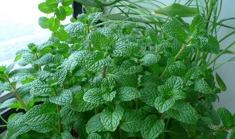 能杀虫的野草有哪些,农村防蚊虫的植物有哪些