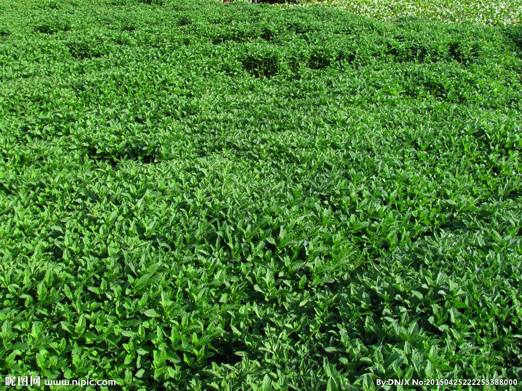 能杀虫的野草有哪些,农村防蚊虫的植物有哪些
