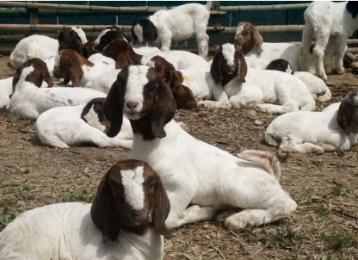 本地山羊养殖方法,养殖山羊奶怎么处理