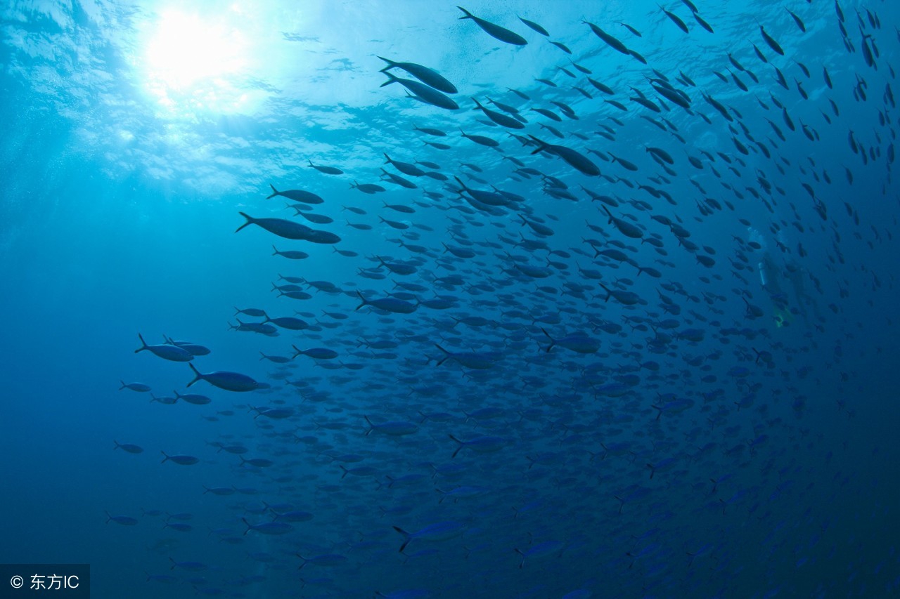 中国大深度潜水器南海科考，这些“探海神器”有哪些超能力？