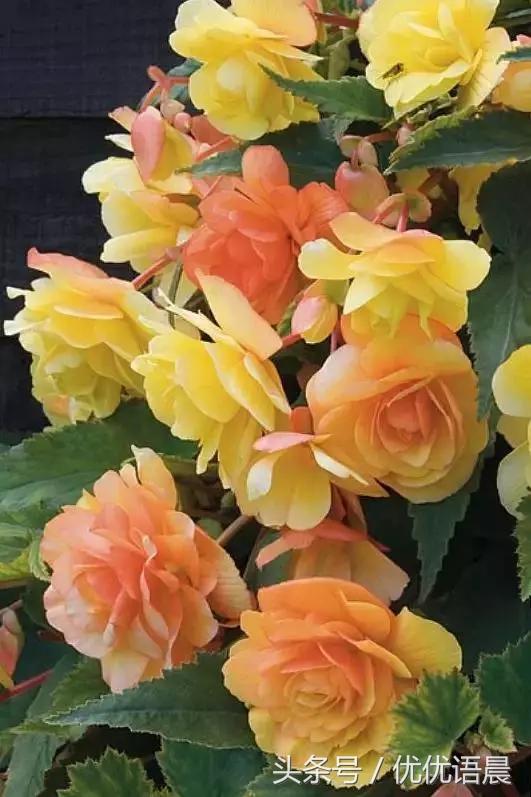 祝福群里的朋友们早上好,早上好祝群里的朋友永远健康快乐