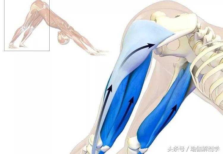 下犬式瑜伽怎么练,怎么做好瑜伽下犬式