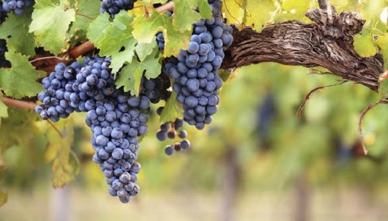 骏腾酒业红酒的酒精,骏腾酒业的红酒